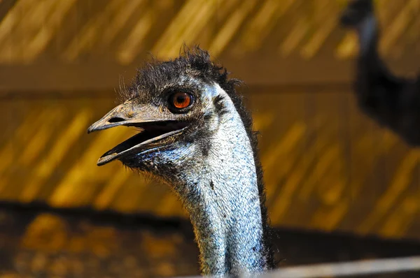 Profil emu — Stock fotografie