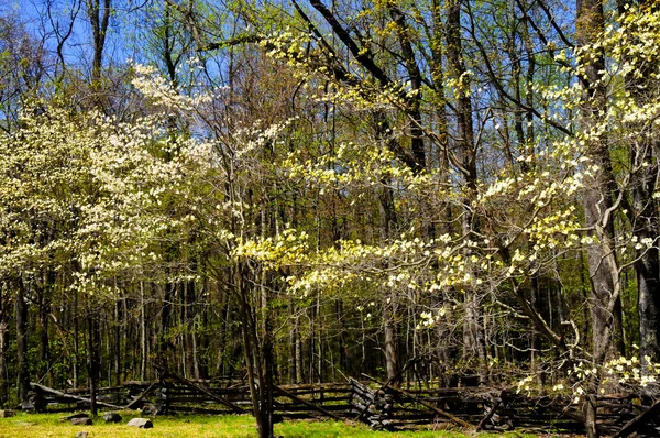 Dogwood Árvores na primavera — Fotografia de Stock