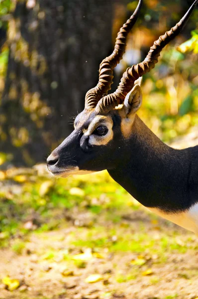 Indische antilope — Stockfoto