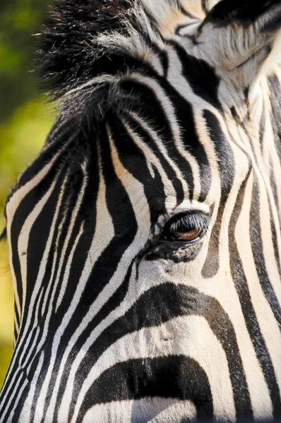 Damara Zebra — Stock Photo, Image