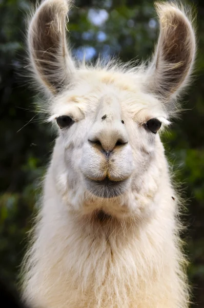 Witte lama — Stockfoto