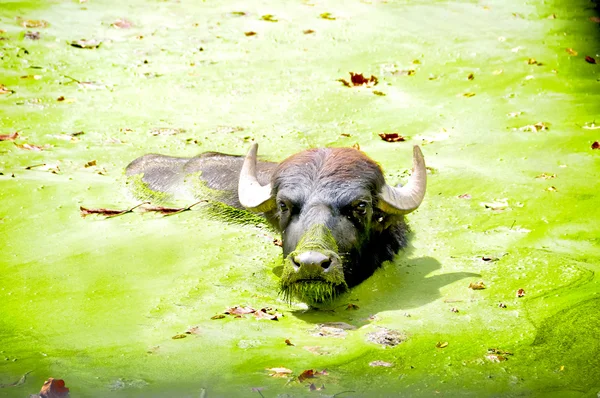 Water buffalo — Stockfoto