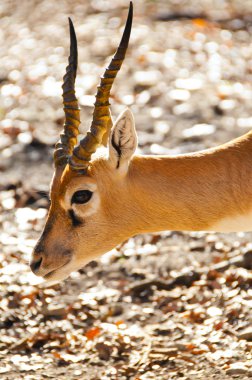 Blackbuck