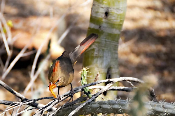 Cardinal femelle mangeant un ver — Photo