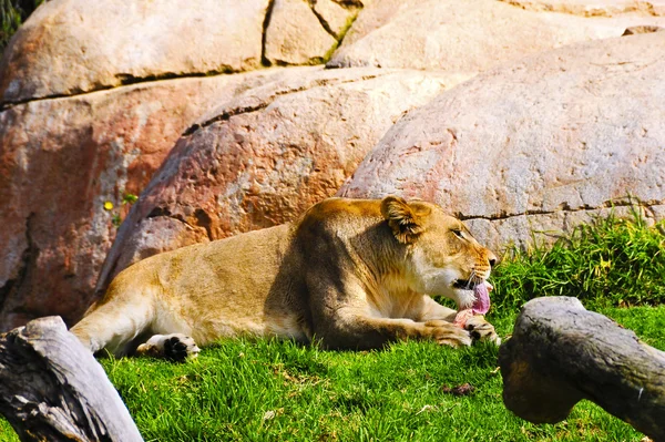 Leão fêmea — Fotografia de Stock