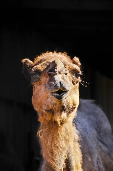 Closeup of a camel — Stock Photo, Image