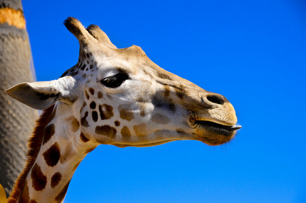 Giraffe With His Tongue Sticking Out