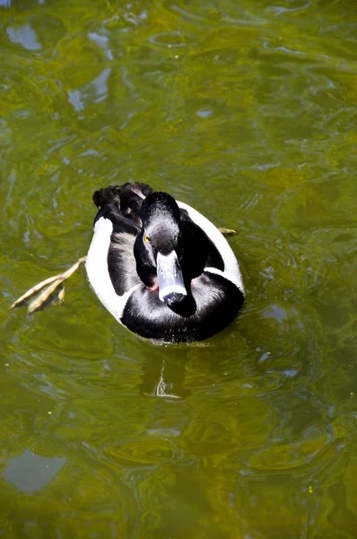 Ring Necked Duck — Stock Photo, Image