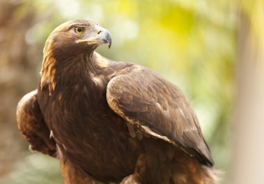 California Golden Eagle clipart