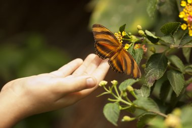 Child Hand Touching an Oak Tiger Butterfly on Flower clipart