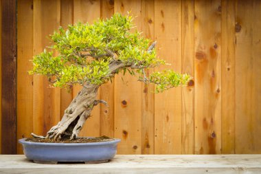 Pomegranate Bonsai Tree Against Wood Fence clipart