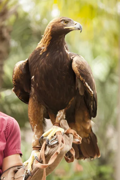 California Golden Eagle e Handler — Foto Stock