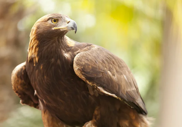 Каліфорнія Золотий орел — стокове фото