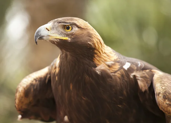 California Golden Eagle — Foto Stock