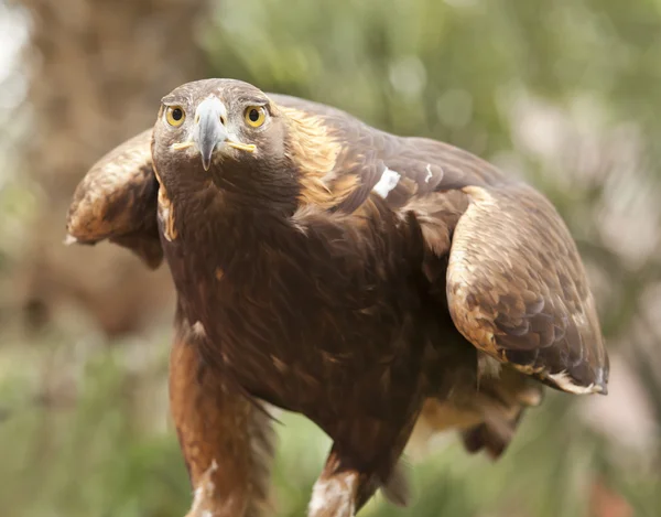 California Golden Eagle — Stock Photo, Image