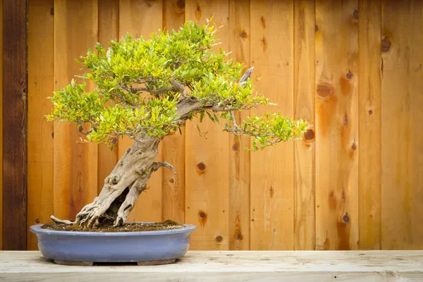 Granat drzewo bonsai przeciwko ogrodzenia z drewna — Zdjęcie stockowe