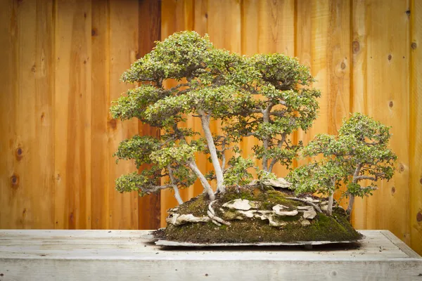 Jilm bonsaje strom lesa proti dřevěný plot — Stock fotografie