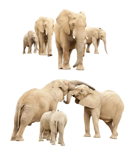 Семья изолированных слонов — стоковое фото
