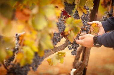 Farmer Inspecting His Ripe Wine Grapes clipart