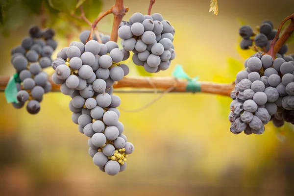 Exuberante, uvas de vinho maduras na videira — Fotografia de Stock