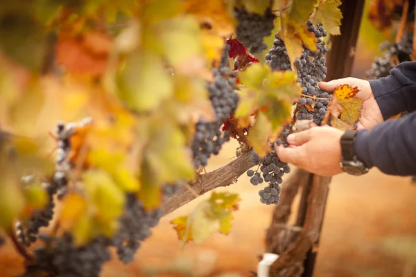 Agricultor inspeccionando sus uvas de vino maduras — Foto de Stock