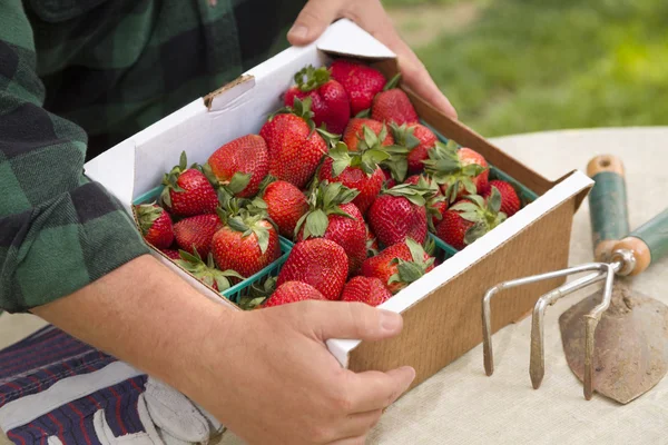 Bauer pflückt frische Erdbeeren in Körben — Stockfoto