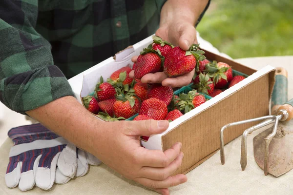 Boer verzamelen van verse aardbeien in manden — Stockfoto