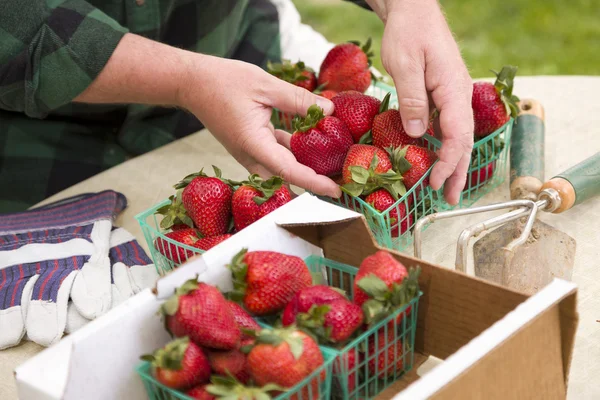 收集新鲜草莓在购物篮中的农夫 — 图库照片