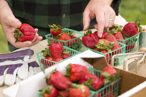 Agricultor recogiendo fresas frescas en cestas —  Fotos de Stock