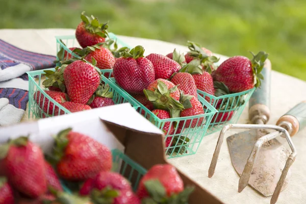 Korgar med färska jordgubbar — Stockfoto