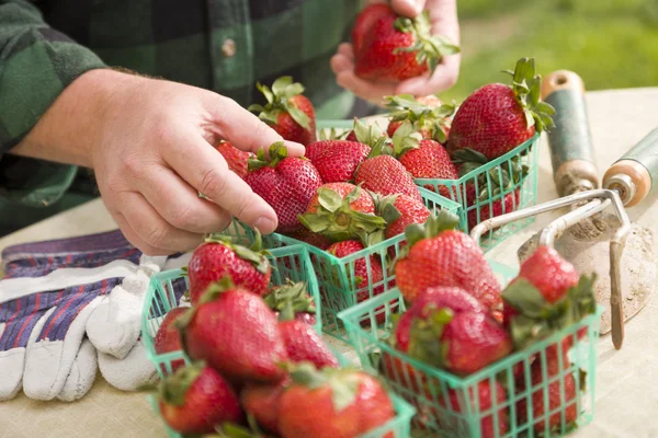Bauer pflückt frische Erdbeeren in Körben — Stockfoto