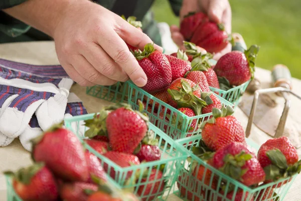 Bonde samla färska jordgubbar i korgar — Stockfoto