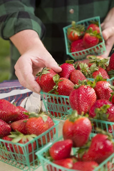 Agricultor recogiendo fresas frescas en cestas — Foto de Stock