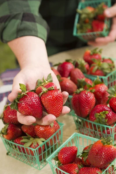 收集新鲜草莓在购物篮中的农夫 — 图库照片