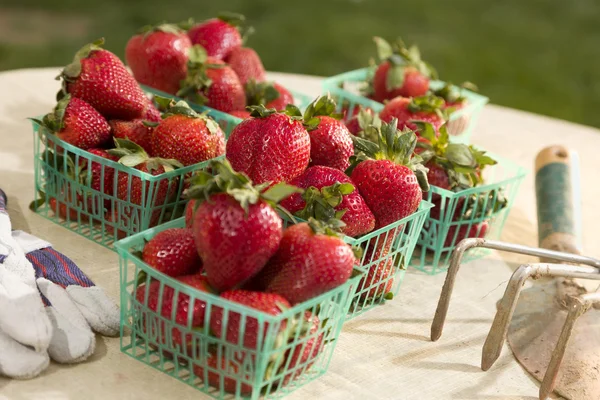 Cestas de fresas frescas — Foto de Stock