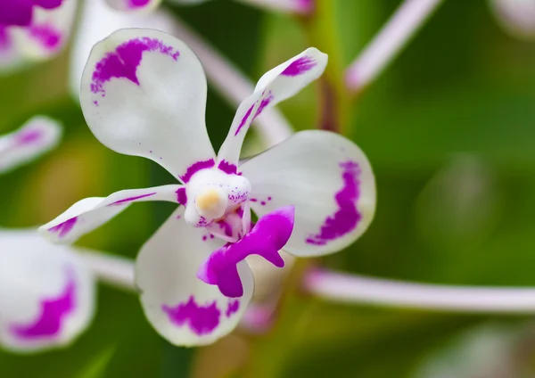 Belle orchidée blanche et rose — Photo
