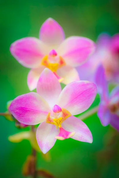 Veautiful pembe orkide dağınık yeşil arka plana sahip — Stok fotoğraf
