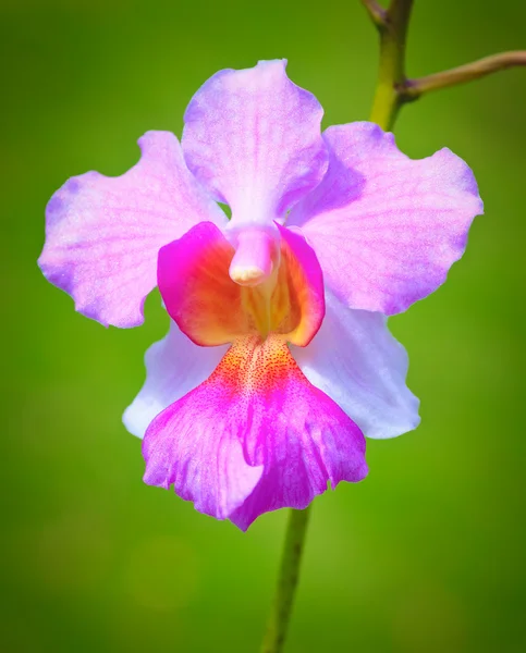 Veautiful rózsaszín orchidea a szórt zöld háttérrel — Stock Fotó