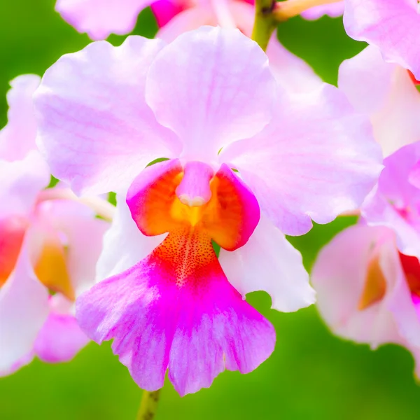 Veautiful pink orchids with a diffused green background — Stock Photo, Image