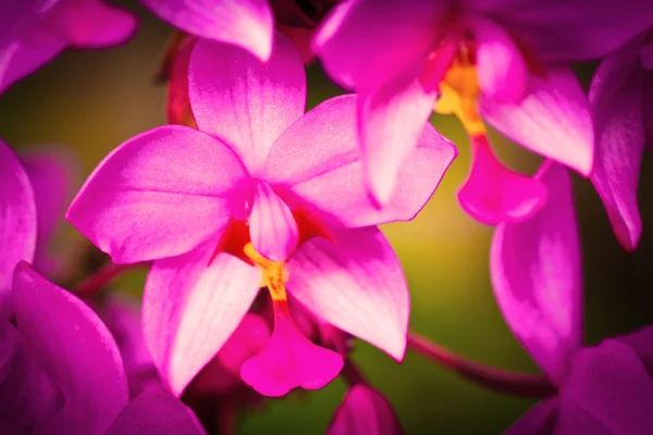 Orchidées roses avec un fond vert diffus — Photo