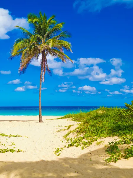 Varadero Küba'nın güzel plajı — Stok fotoğraf