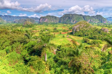 vinales Küba'nın ünlü Vadisi