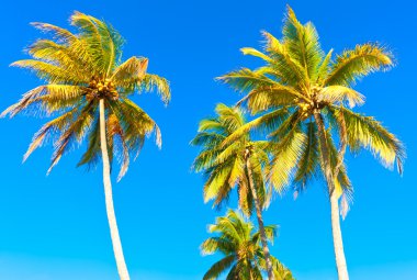 cocoteros tropicales con un fondo de cielo azul