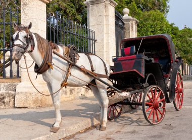 Eski Havana'da turist bekleyen at arabası