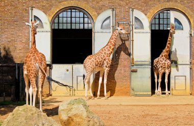 Giraffes at the London Zoo in Regent Park clipart