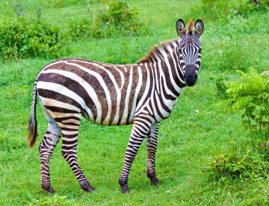 Zebralar yeşil savanna üzerinde