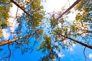 Trees canopy on a beautiful sky background clipart