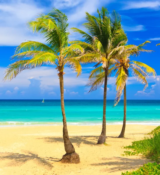 Der wunderschöne strand von varadero in kuba — Stockfoto