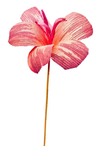 Flor de papel isolada sobre um fundo branco — Fotografia de Stock