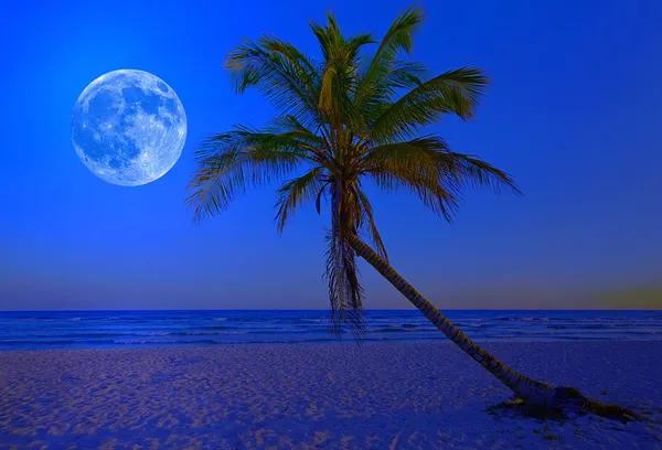 Τροπική παραλία μεσάνυχτα με ένα φωτεινό πλήρες φεγγάρι — Φωτογραφία Αρχείου